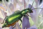 cordylepherus-viridis-foto-hall