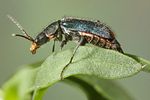 cordylepherus-viridis-foto-koehler