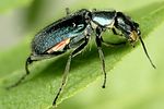 cordylepherus-viridis2-foto-dvorak