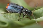 cordylepherus-viridis2-foto-koehler