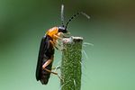 cratosilis-denticollis1-foto-roessler