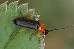 cratosilis-denticollis2-foto-koehler