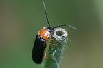 cratosilis-denticollis2-foto-roessler