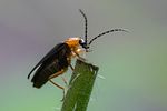 cratosilis-denticollis3-foto-roessler