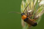 cratosilis-laeta-foto-megroz
