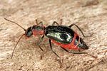 cyrtosus-cyanipennis-female2-foto-altmann