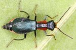 cyrtosus-ovalis-female-foto-benisch