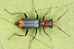 cyrtosus-ovalis-male-foto-benisch