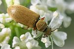 danacaea-pallipes2-foto-koehler