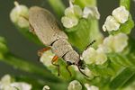danacaea-pallipes3-foto-koehler