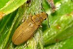 danacea-nigritarsis-foto-krumm
