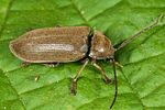 dascillus-cervinus-foto-altmann