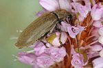 dascillus-cervinus-foto-koehler