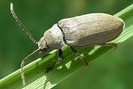 dascillus-cervinus-foto-rydzi