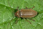 dascillus-cervinus2-foto-altmann