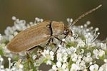 dascillus-cervinus2-foto-koehler