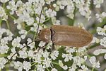 dascillus-cervinus3-foto-koehler