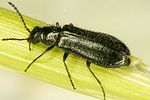 dasytes-aeratus-foto-dvorak