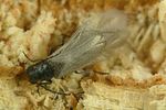 dasytes-aeratus-puppe3-foto-krumm