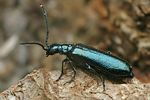 dasytes-caeruleus-foto-faasen