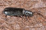 dasytes-caeruleus-foto-koehler