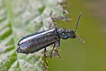dasytes-caeruleus-foto-rindlisbacher