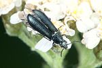 dasytes-caeruleus-foto-weidlich