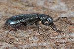 dasytes-caeruleus2-foto-koehler