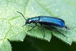 dasytes-caeruleus3-foto-fgrose