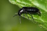 dasytes-niger-male-foto-kirchen