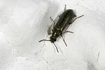 dasytes-nigrocyaneus-cf-foto-krejcik