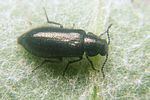 dasytes-obscurus-female2-foto-koehler