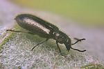 dasytes-obscurus-female3-foto-koehler