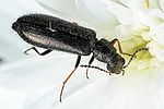 dasytes-plumbeus-foto-fgrose
