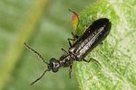 dasytes-plumbeus2-foto-altmann