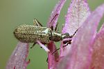 dasytes-subaeneus-foto-koehler