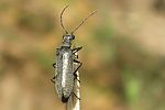 dasytes-subaeneus-male-foto-krumm