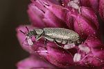 dasytes-subaeneus2-foto-altmann