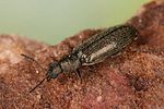 dasytes-virens-foto-altmann