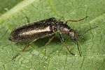 dasytes-virens2-foto-altmann