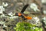 dermestoides-sanguinicollis-flug-foto-koehler