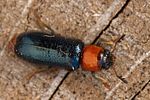 dermestoides-sanguinicollis-foto-goebelberggold