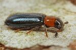 dermestoides-sanguinicollis4-foto-koehler