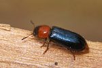 dermestoides-sanguinicollis5-foto-koehler