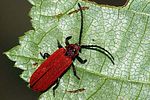 dictyoptera-aurora-foto-furlin