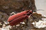 dictyoptera-aurora-foto-hense
