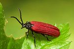 dictyoptera-aurora-foto-koehler