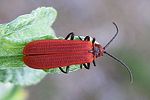 dictyoptera-aurora-foto-opitz