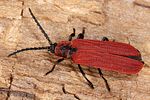 dictyoptera-aurora5-foto-koehler