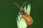 drilus-flavescens-male-foto-michalowski
